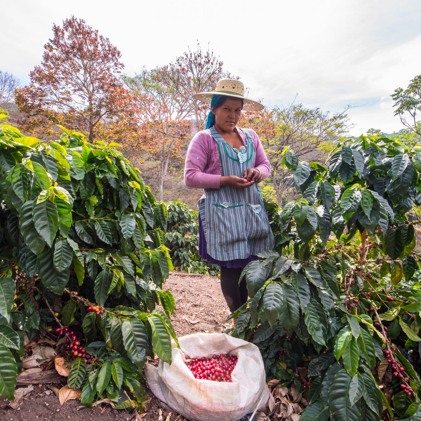FLORIPONDIO PACAMARA Bolivia