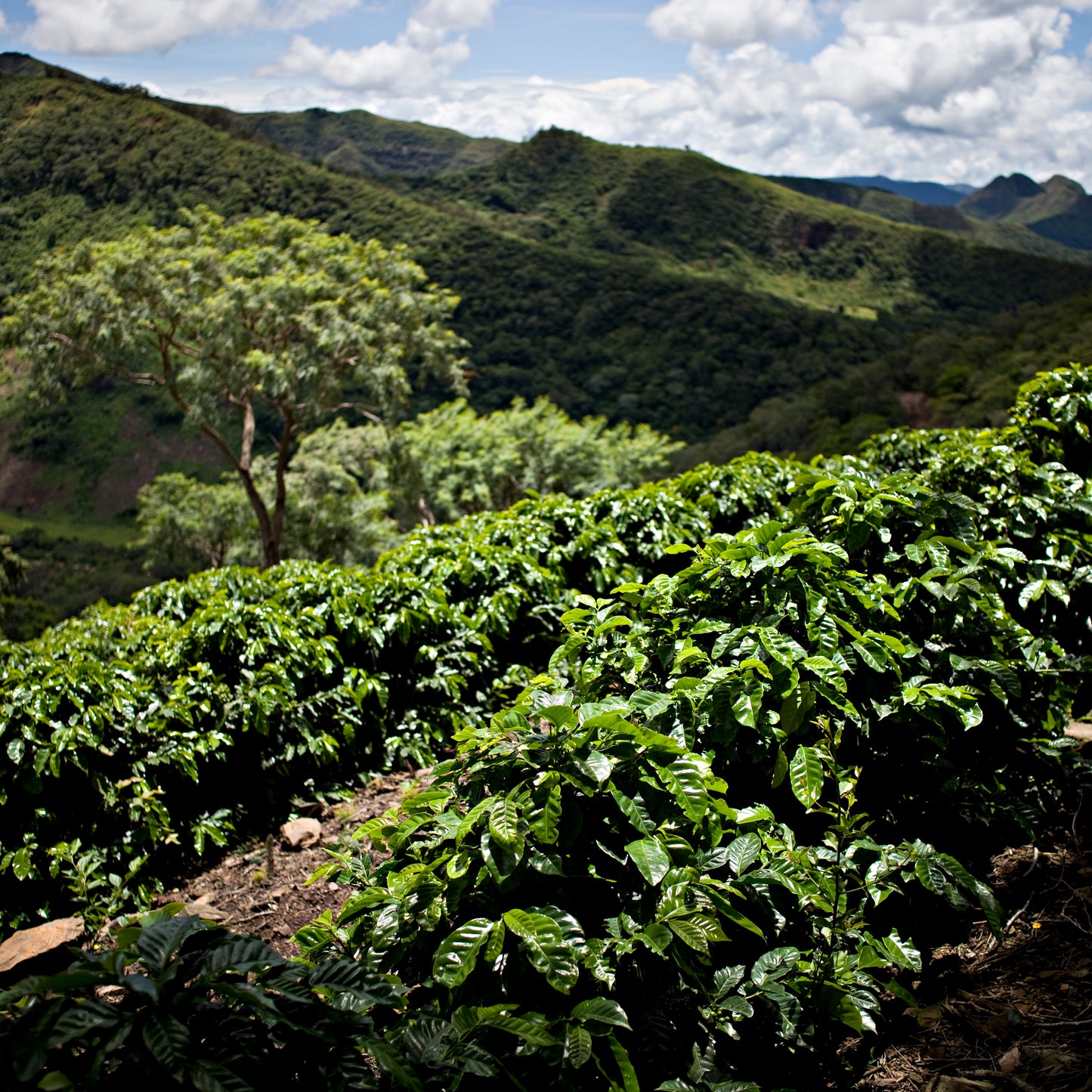 FLORIPONDIO PACAMARA Bolivia