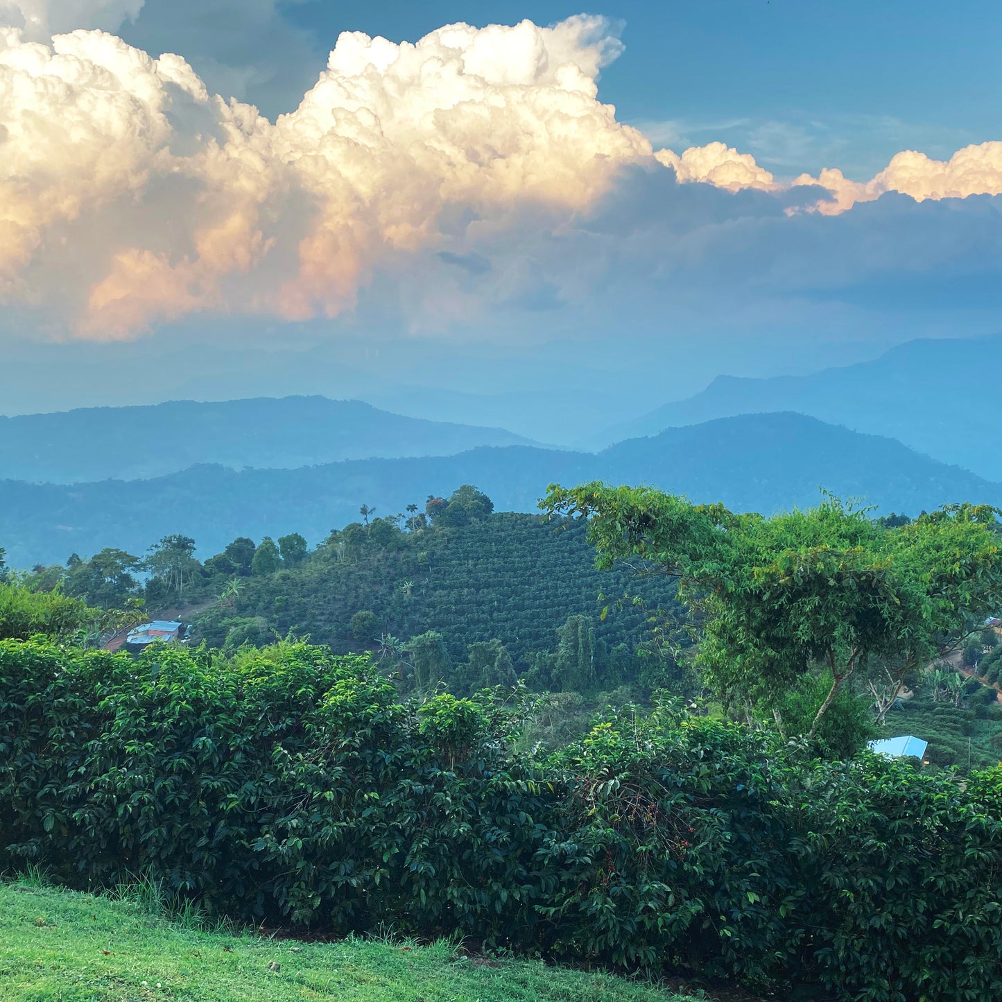 FINCA LAS ALASITAS Bolivia