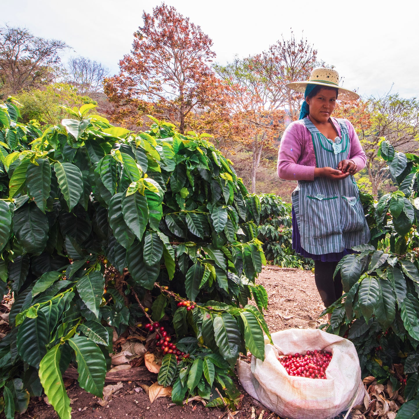 FINCA RODRIGUEZ Bolivia