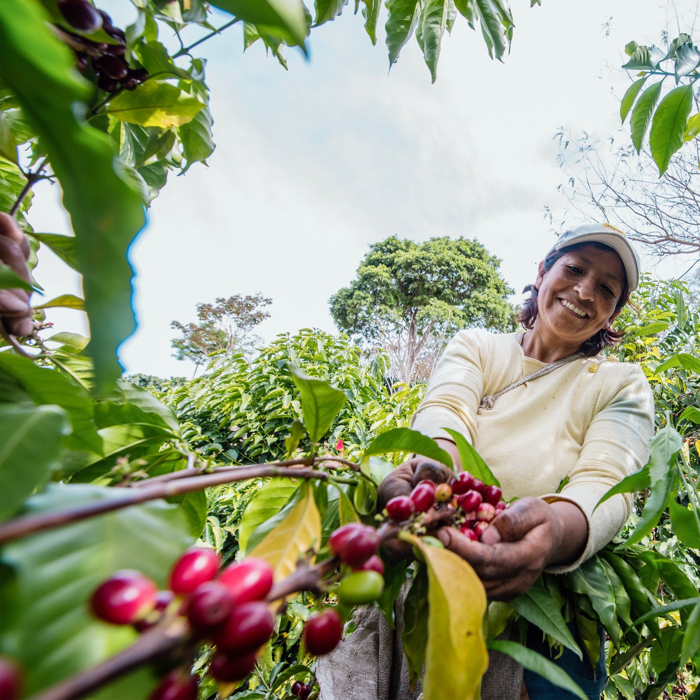 FINCA TRAPICHE Bolivia