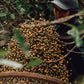 TIERRA TUCÁN Brasil